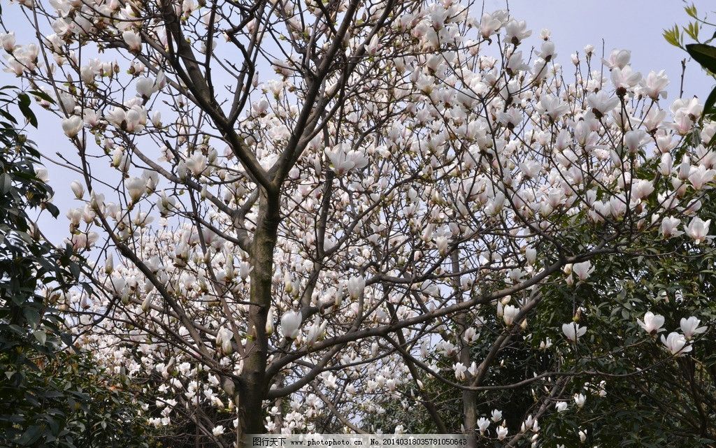 玉蘭花開